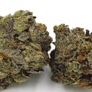 Purple Gas Mask (AAAA)